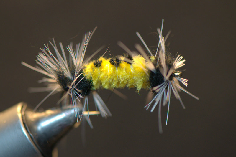Spotted Tussock Moth Caterpillar - The Fly Tying Bench - Fly Tying