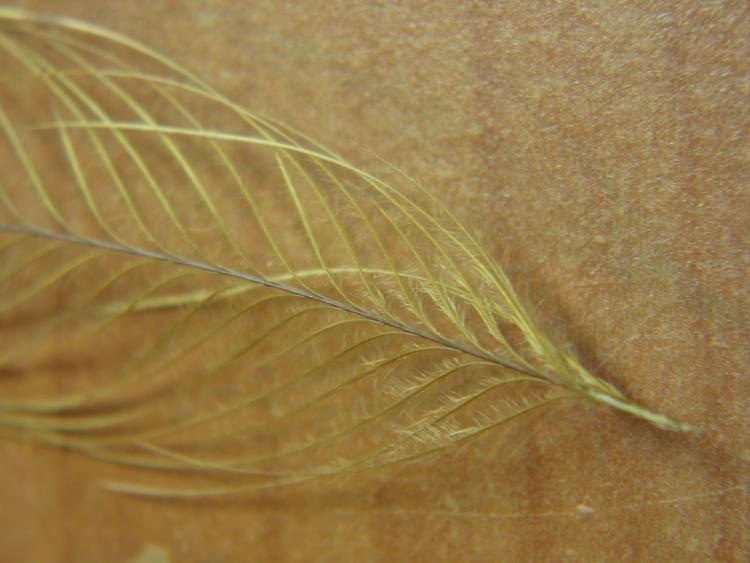 Emu Feathers - The Fly Tying Bench - Fly Tying